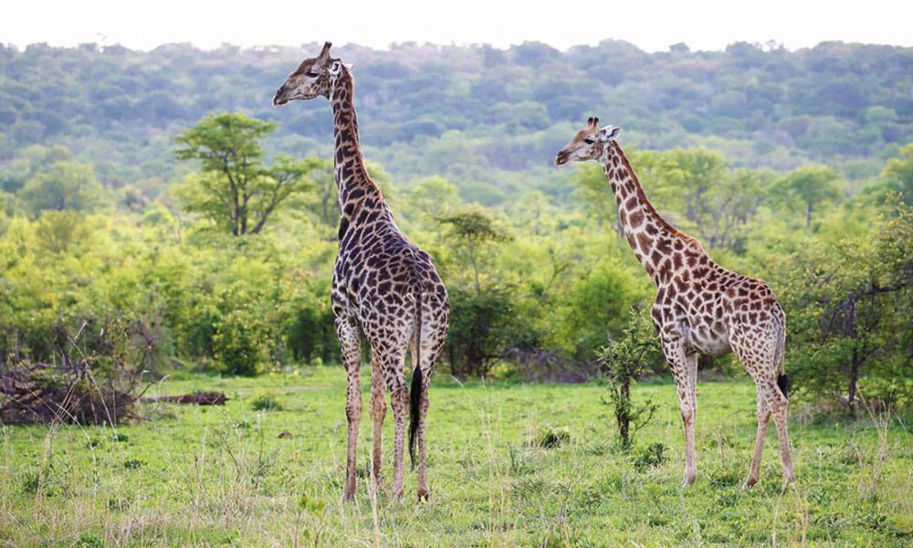 2 Giraffen in der Natur Zimbabwes