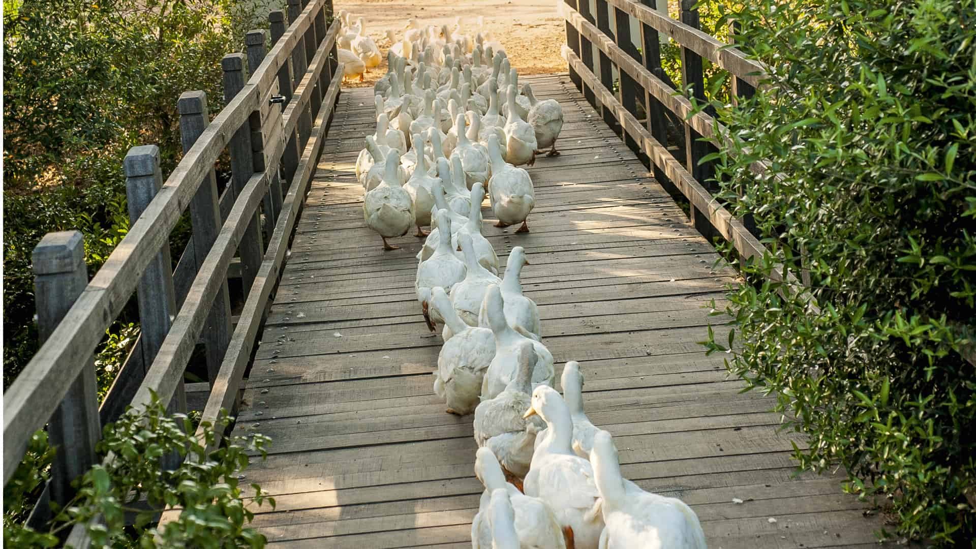 Babylonstoren Gänse