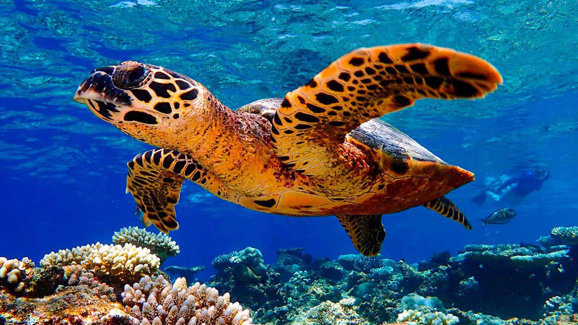 Baros Maldives Turtle