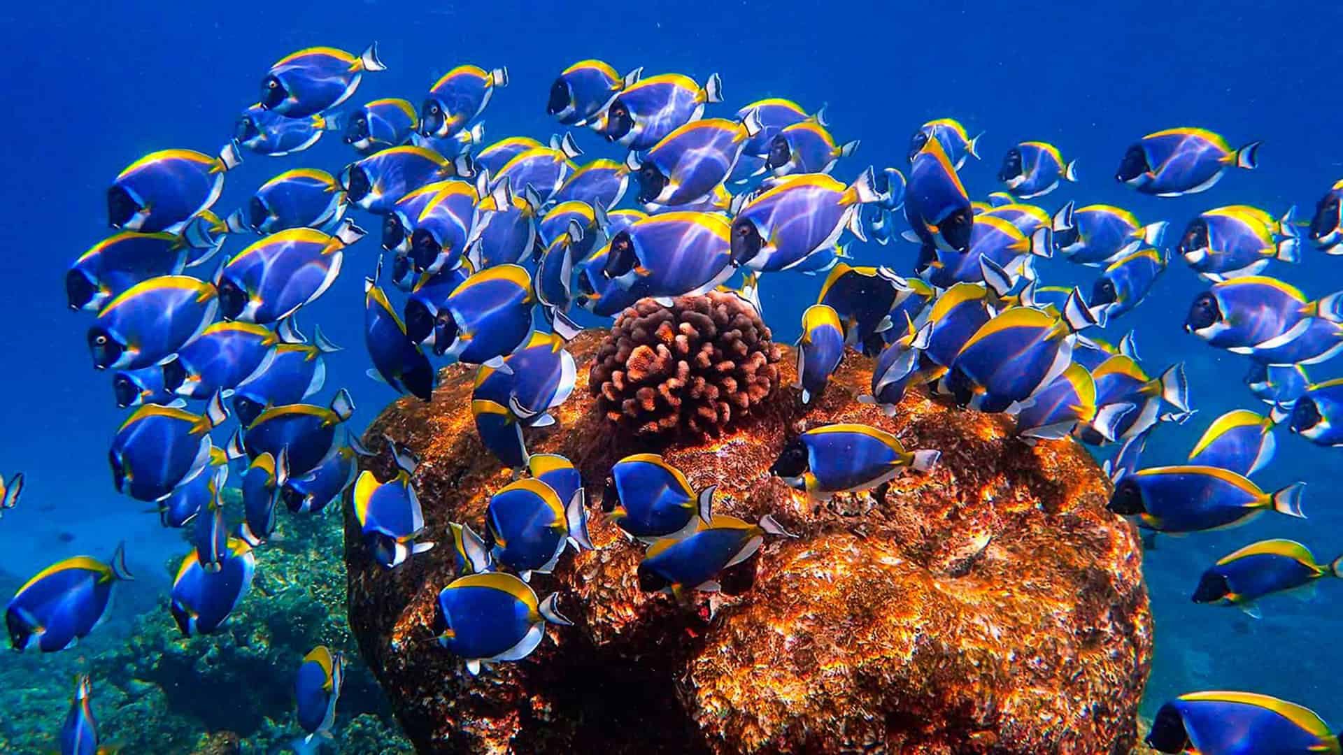Baros Maldives Underwater