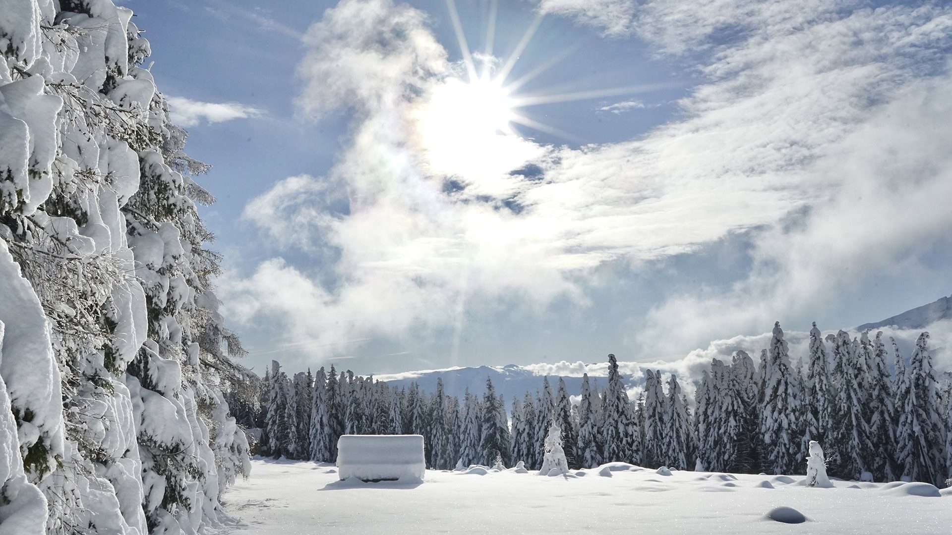 Fender_Chalet_6696_KD