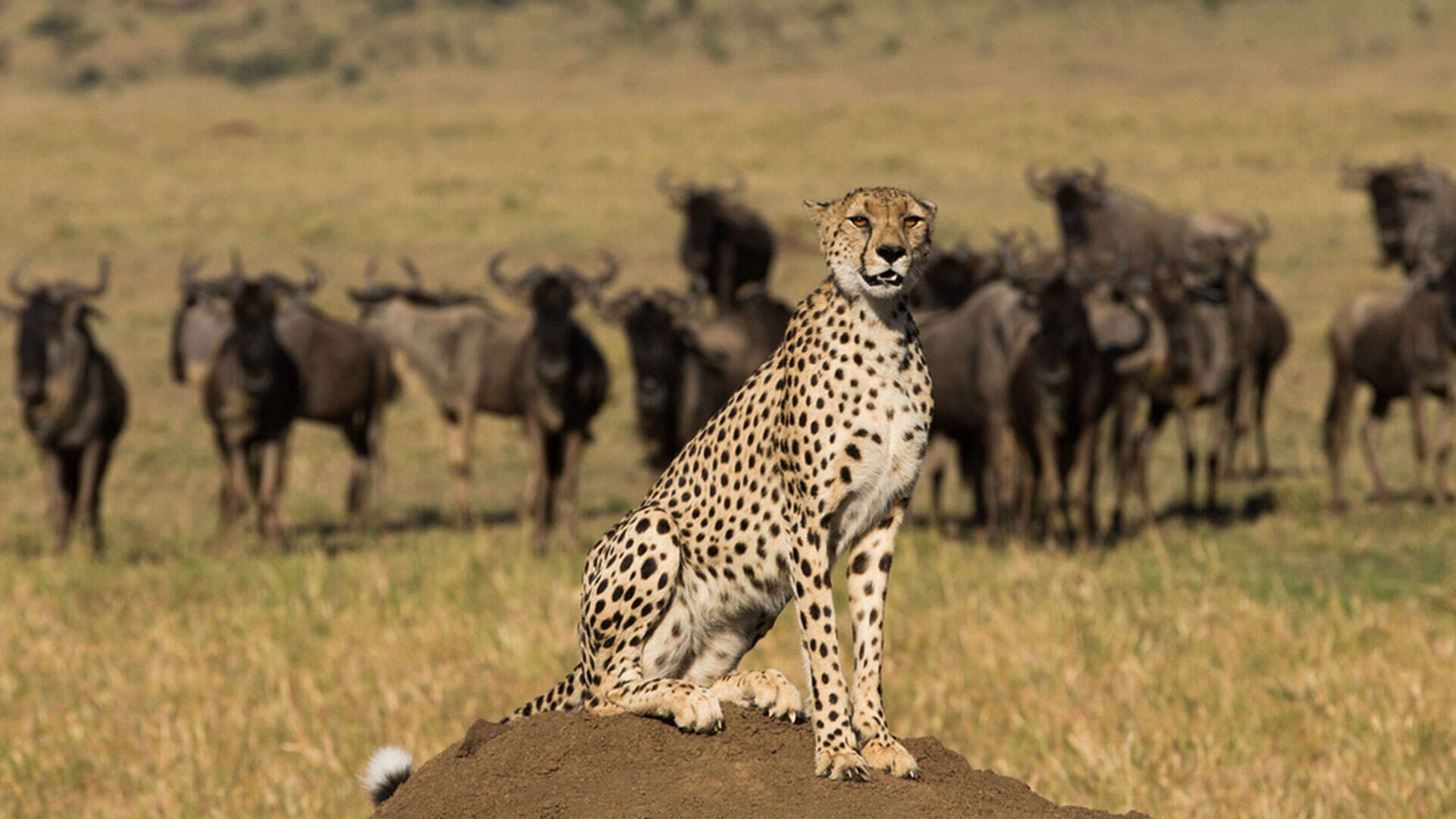 Mahali Mzuri Gepard