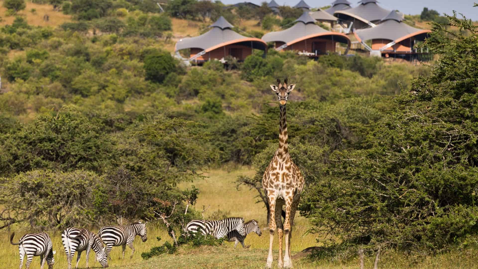 Mahali Mzuri Giraffe