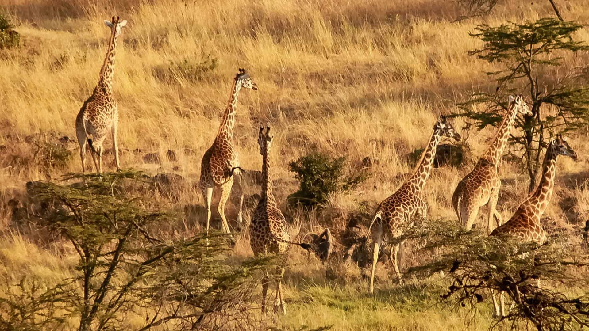 Mahali Mzuri Giraffen