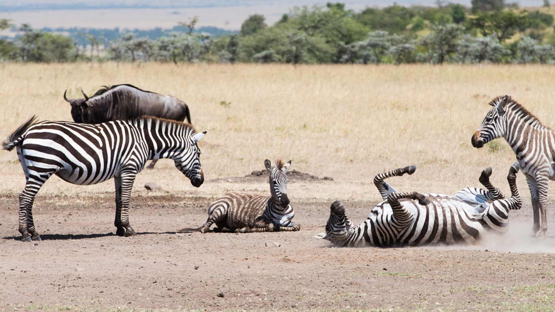 Mahali Mzuri Zebras
