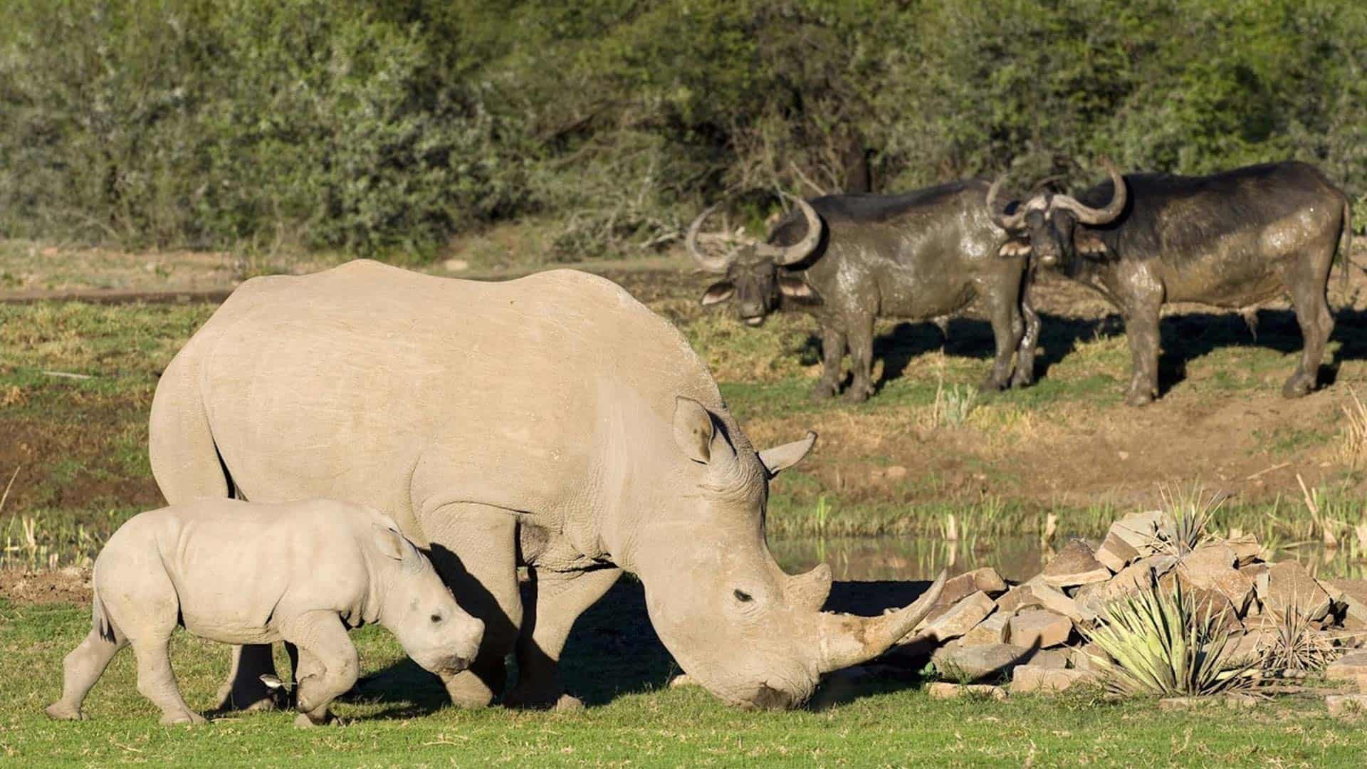 Samara Private Game Reserve _ Nashorn