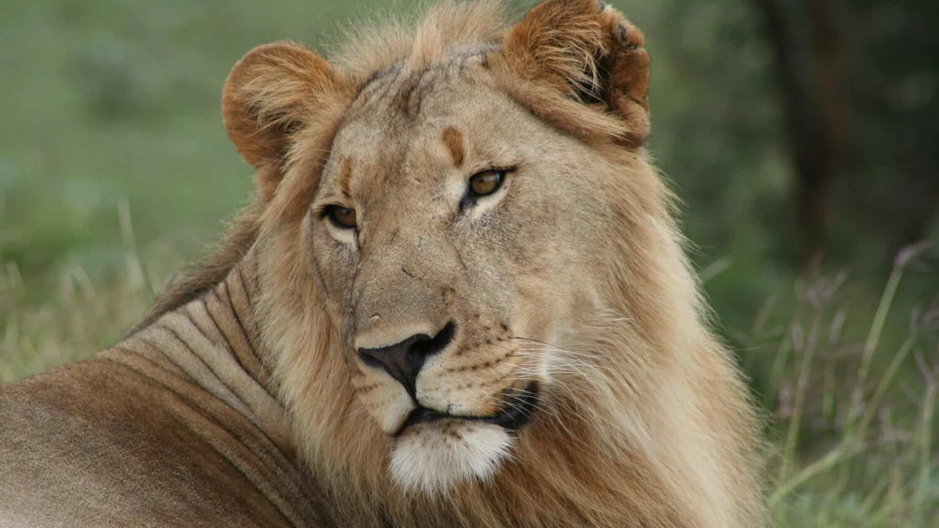 Samara Private Game Reserve _Löwe