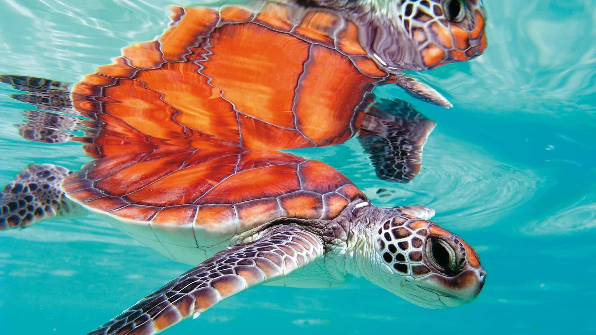The Brando Schildkröten