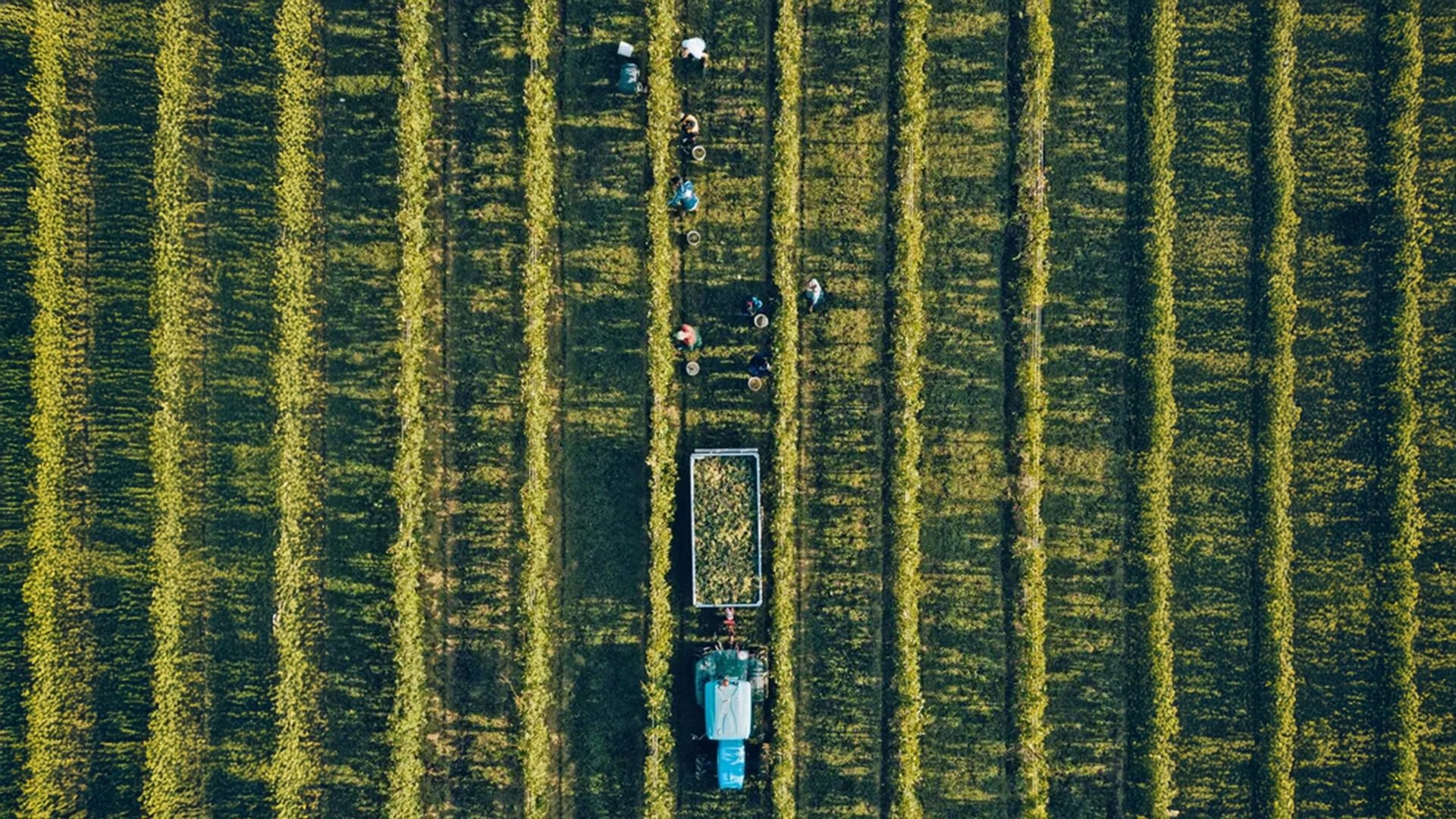 Weissenhaus_Drone-02-Vendemmia2017-heller-928446da