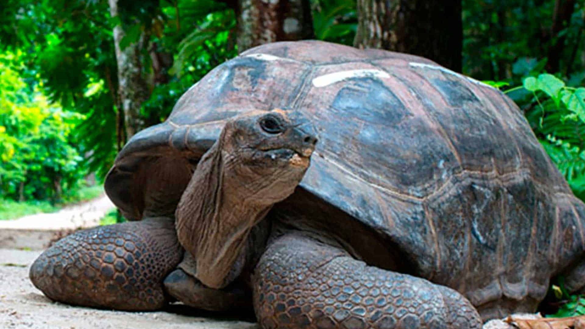North-Island-Turtle-Brutus